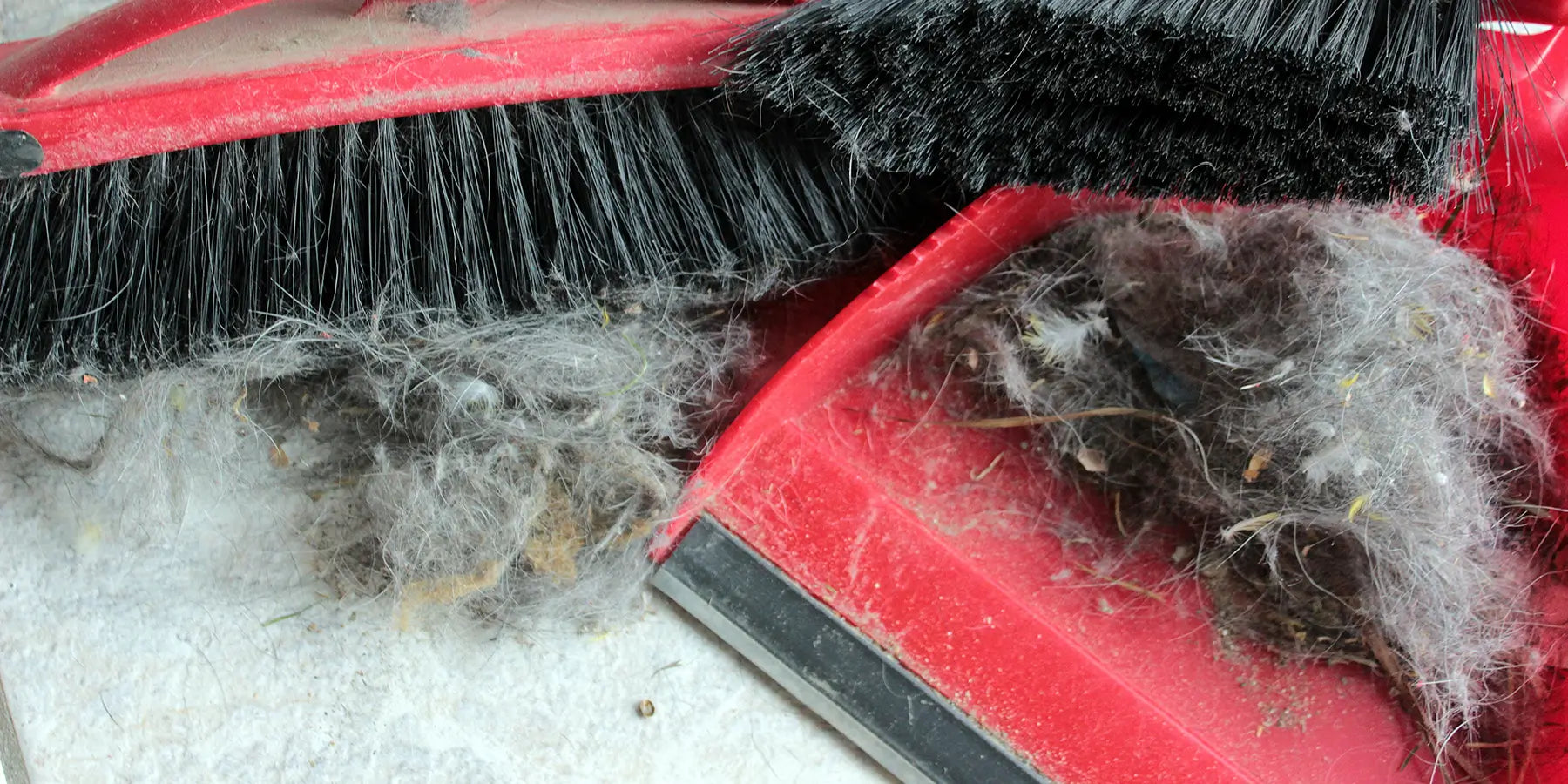The Complete Guide to Dust… and How to Get Rid of It – Shark Clean New ...